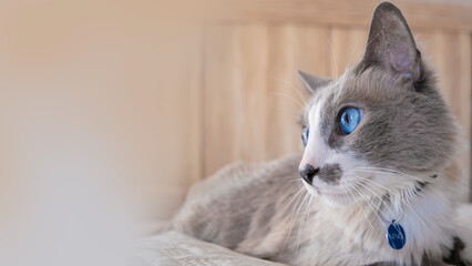 portrait of a cat with blue eyes