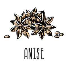 Anise stars with seeds. Vector isolated illustration of anise on a white background with the inscription