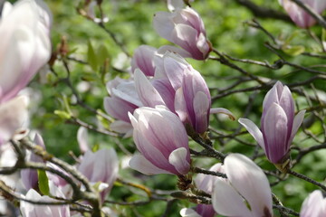 Blüten der Tulpenmagnolie (Magnolia × soulangeana) in zartem Sonnenlicht.