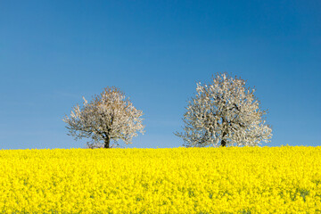 blooming cherry trees behind a rape field in Baselland in spring