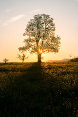 sunrise behind a giant pear tree in Baselland in spring