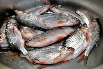 Spring fishing on the river, catch.