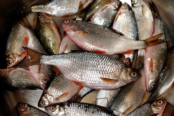 Spring fishing on the river, catch.