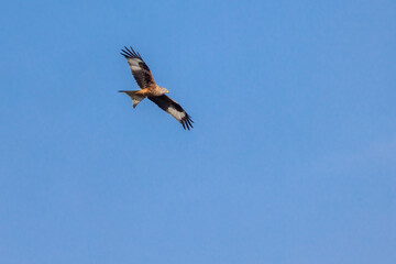 Obraz premium Red kite (Milvus milvus) flying in blue sky