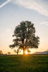 a new spring day with a giant blossoming tree