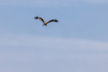 Red kite (Milvus milvus) flying in blue sky