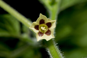 A macro imaage of the tiny flower of Cape Gooseberries, Physalis peruviana