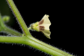 A side view of a Cape Gooseberry flower, Physalis peruviana