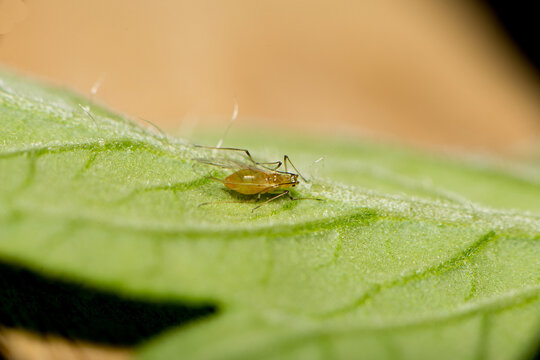 A macro image of a yellow aphid on a  tomato leaf.