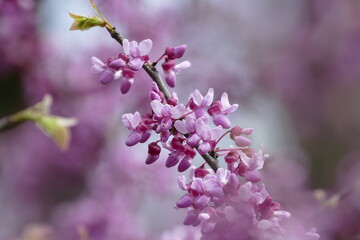 Nahaufnahme der Blüten eines Kalifornischen Judasbaumes.