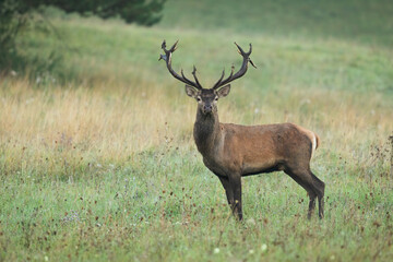 Naklejka na ściany i meble Male red deer, cervus elaphus, observing on a meadow with yellow dry grass early in the morning. Stag with antlers listening in tranquil nature from profile.