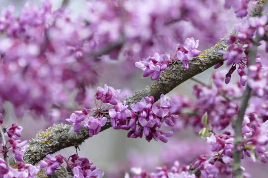 Bl&uuml;hende Zweige und &Auml;ste des Kanadischen Judasbaumes im Fr&uuml;hling.