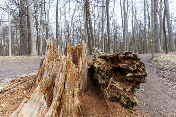 Fallen tree on the trail