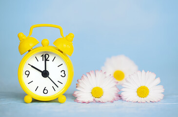 Daisy flowers and yellow alarm clock. Spring or summer background.