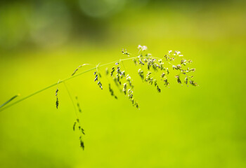 Fototapeta na wymiar Green grass in spring or summer, pollen allergy, allergen concept