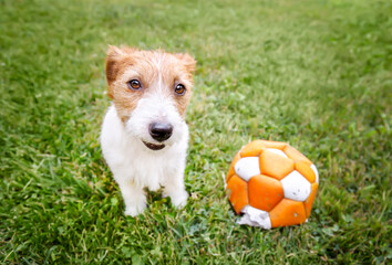 Cute playful smiling small pet dog puppy sitting in the grass with a toy ball