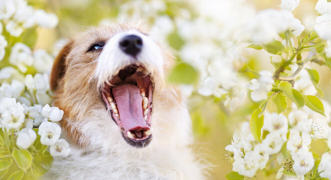 Funny laughing smiling pet dog face in the flowers. Healthy teeth. Spring, summer banner.