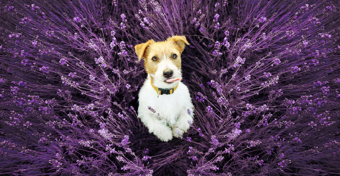 Cute funny pet dog puppy begging and licking mouth in the lavender flower field. Summer nature banner.