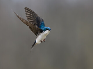 Tree swallow in flight on gray background in spring