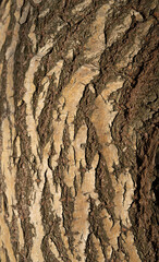 A seamless texture of tree bark - cool for wallpaper or background
