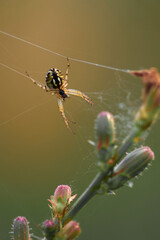 closeup spider on a web