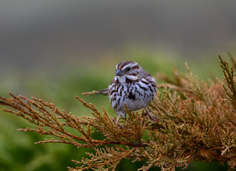 Song Sparrow perched on evergreen in spring, closeup portrait