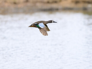 Male Blue-winged Teal in flight  over lake in spring