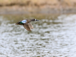 Male Blue-winged Teal in flight  over lake in spring