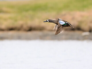 Male Blue-winged Teal in flight  over lake in spring