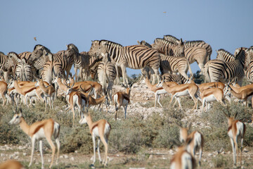 Fototapeta na wymiar Abundance of Springbok and Zebra at a waterhole in Etosha National Park, Namibia