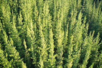 Drone field  of view of pine forest plantation forming patterns in nature and abstract backgrounds in Western Australia.