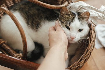 Hand caressing cute kitten in wicker basket. Woman petting adorable sweet cat on rustic background....
