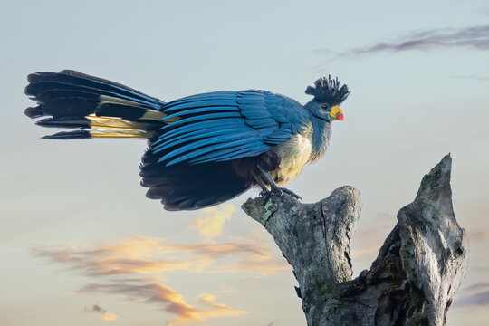 Great Blue Turaco (Corythaeola cristata) perched on a branch during sunrise in Kibale national park, Uganda, Africa