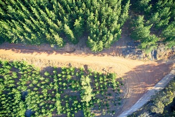 Drone field of view of pine forest and roads forming patterns in nature in Western Australia.