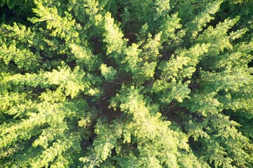 Drone field  of view of pine forest plantation forming patterns in nature and abstract backgrounds in Western Australia.