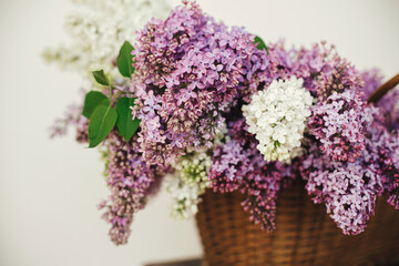 Beautiful lilac flowers in wicker basket on wooden chair. Purple and white lilacs petals close up, floral composition in home. Spring rustic still life on rural background. Mothers day or wedding