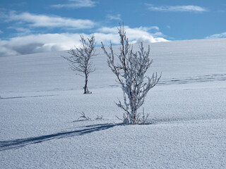 Two young trees in pristine white snow