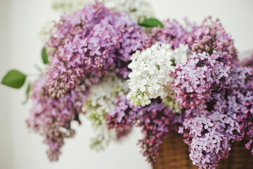 Beautiful lilac flowers in wicker basket on wooden chair. Purple and white lilacs petals close up, floral composition in home. Spring rustic still life on rural background. Mothers day or wedding