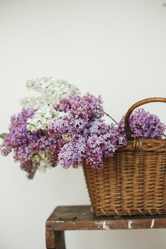 Beautiful lilac flowers in wicker basket on wooden chair. Spring rustic still life on rural background. Purple and white lilacs composition in home. Happy mothers day
