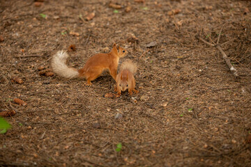 Two red-headed squirrels playing on the ground. The ground around is covered with needles from a coniferous tree