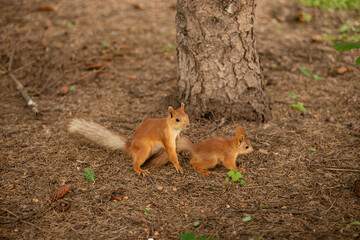 Two red-headed squirrels playing on the ground. The ground around is covered with needles from a coniferous tree
