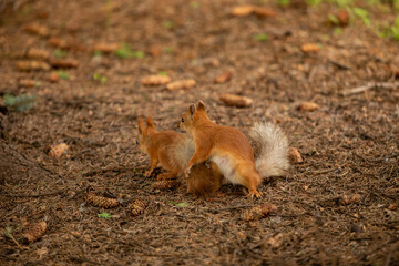 Two red-headed squirrels playing on the ground. The ground around is covered with needles from a coniferous tree