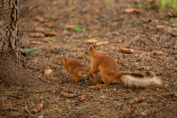 Two red-headed squirrels playing on the ground. The ground around is covered with needles from a coniferous tree