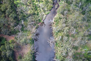 Drone field of view of a pine trees with river flowing through the middle of forest in Western Australia.