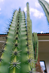 Blue Columnar Cactus (Pilosocereus pachycladus) is a common cactus that can grow over 30 feet tall. Mexican tile roof in background. Oaxaca, Mexico