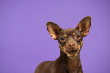 closeup portrait of puppy chihuahua on a violet isolated background, with big ears and brown eyes
