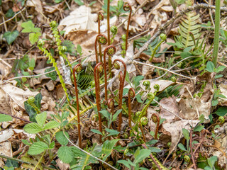 Hard Fern aka Blechnum spicant, showing both fertile and sterile fronds unfurling.