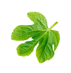 Green fig leaf isolated on white background.