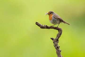 Side view of european robin, erithacus rubecula, sitting on a branch in forest and holding insect...