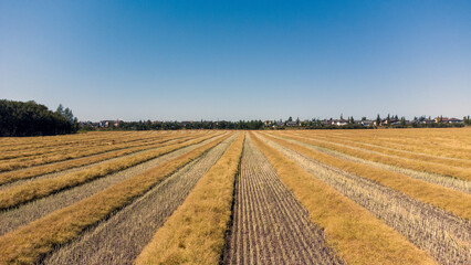 Fototapeta na wymiar Fall wheat fields ready to be harvested